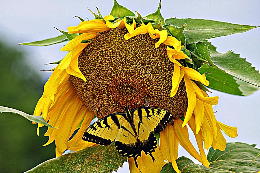 Hello Sunflower Photograph by Karen McKenzie McAdoo
