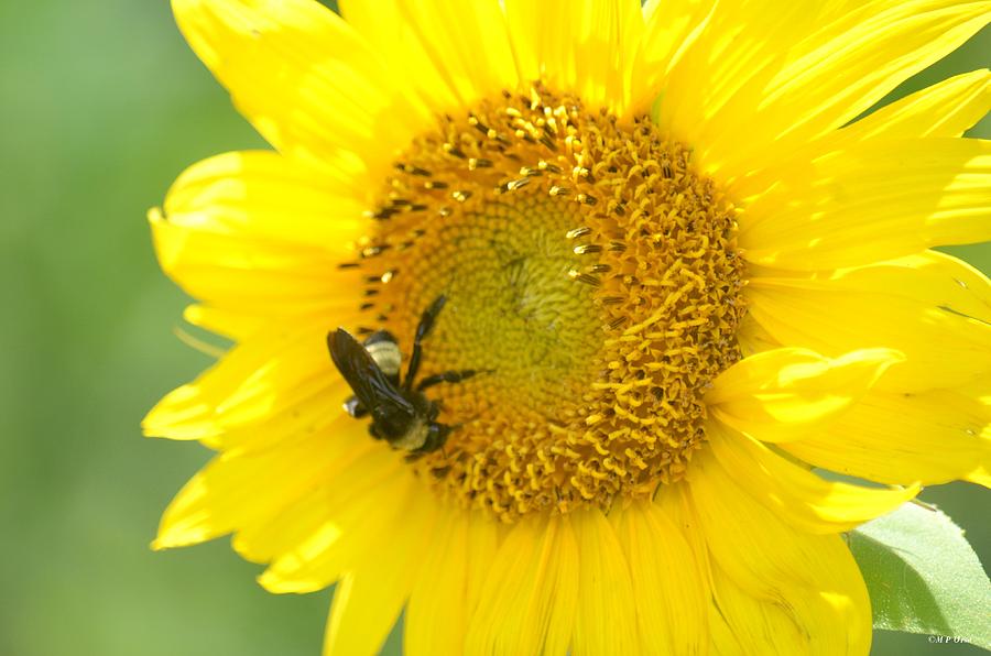 Hello Sunflower Photograph by Maria Urso - Pixels