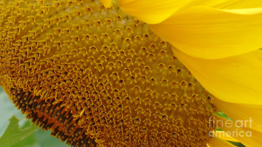 Sunflower Photograph - Hello Sunshine  by Charlotte Gray