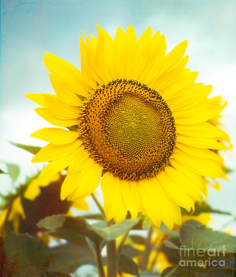 Sunflower Photograph - Hello Sunshine by Sonja Quintero