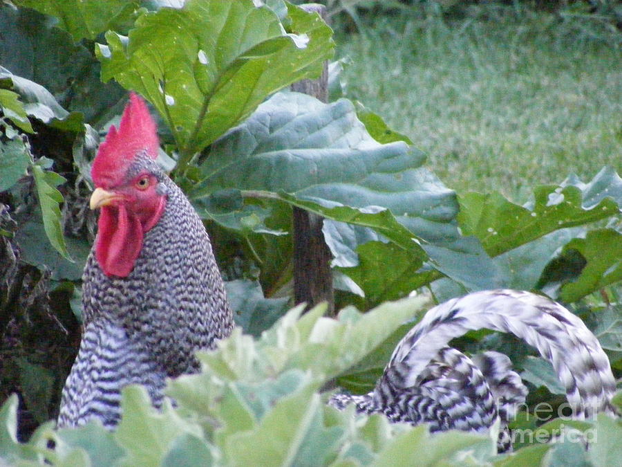 Rooster Photograph - Hello by Susan Russo