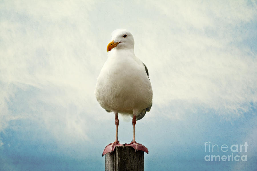 Hello Photograph by Sylvia Cook