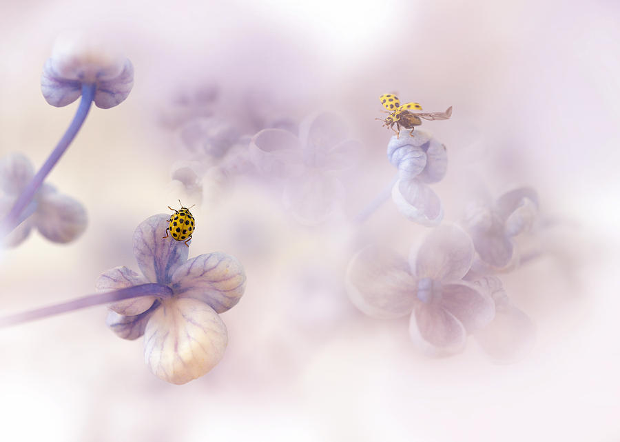 Ladybug Photograph - Hello There... by Ellen Van Deelen