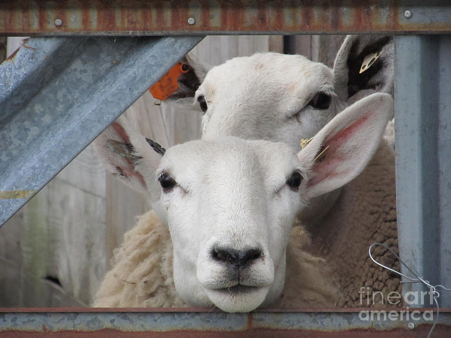 Sheep Photograph - Hello There You Two by Tina M Wenger