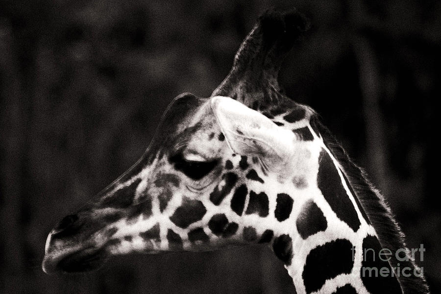 Chillin Giraffe Photograph by Doc Braham