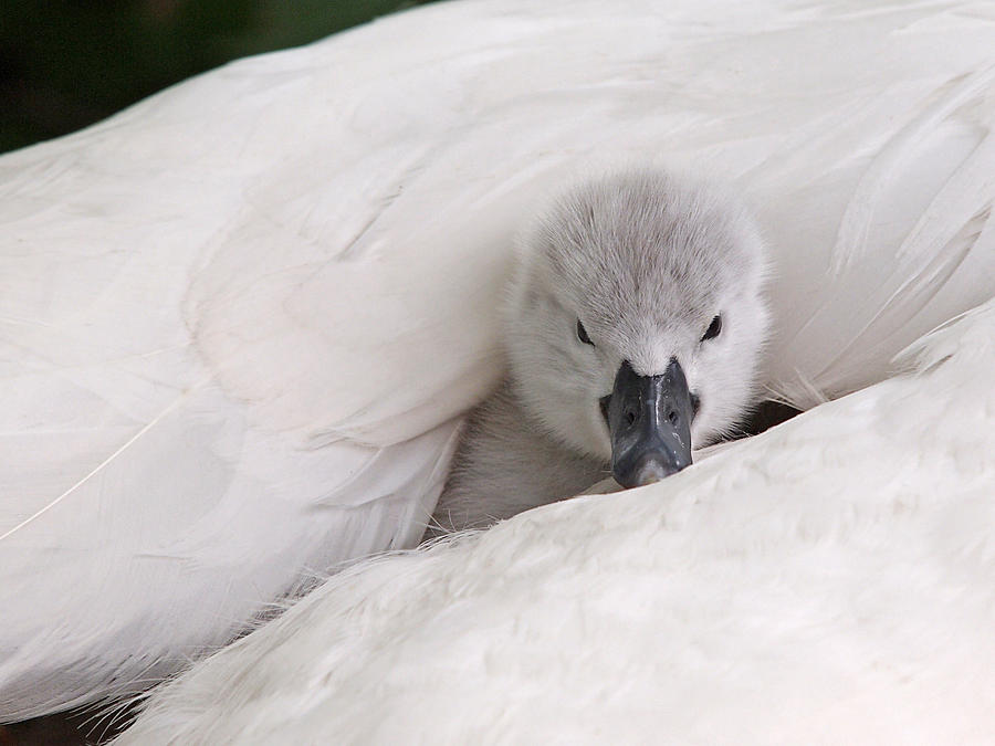 Swan Photograph - Hello World by Gill Billington