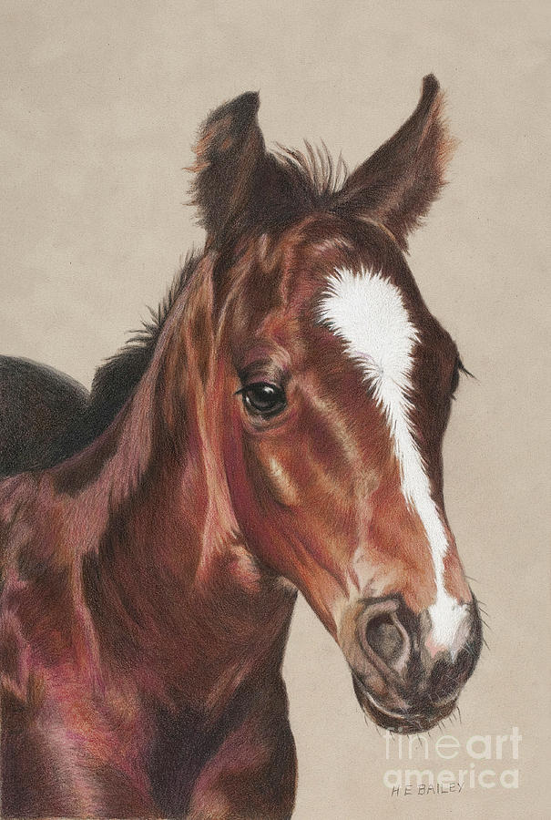 Horse Drawing - Hello World by Helen Bailey