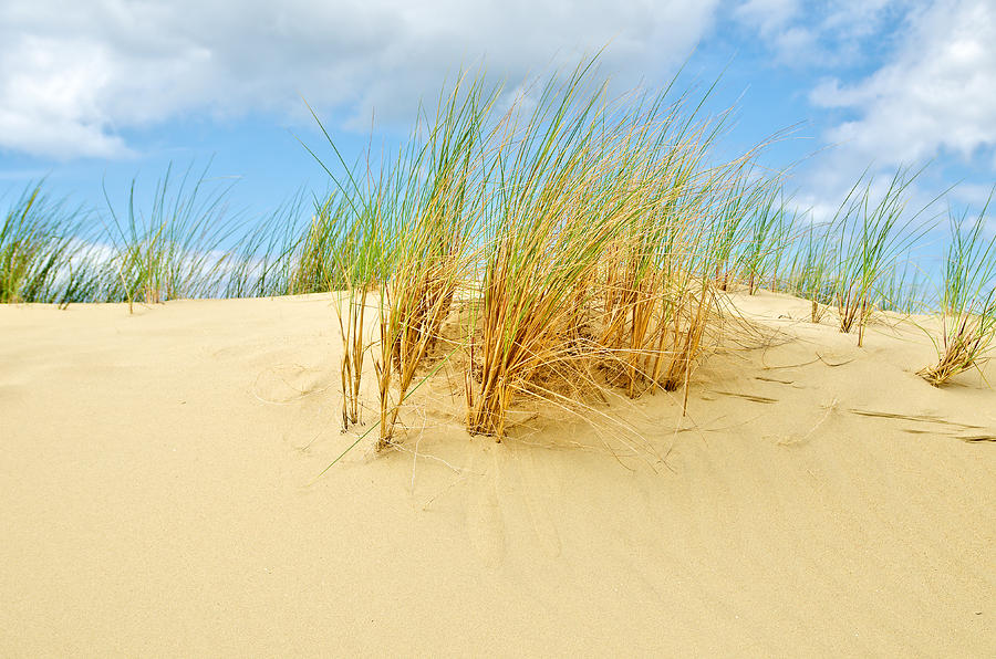 Helmet grass in the sand dunes Photograph by Dirk De Keyser | Fine Art ...