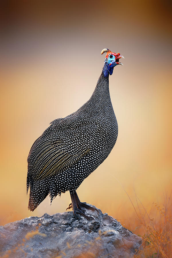 Helmeted Guinea-fowl perched on a rock Photograph by Johan Swanepoel