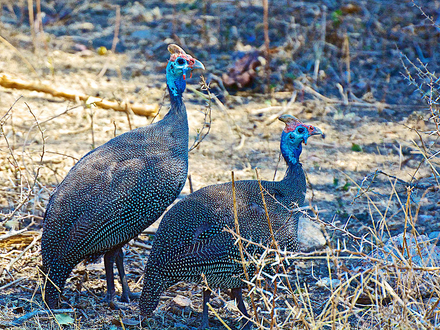 Helmeted Guineafowl in Kruger National Park-South Africa Photograph by Ruth Hager