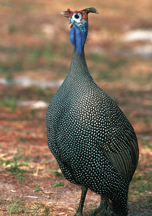 Helmeted Guineafowl Photograph by Tony Camacho/science Photo Library ...