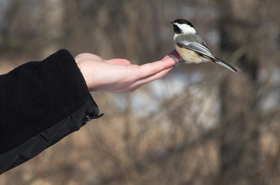 Helping Hand Photograph by Cheryl Cencich - Fine Art America