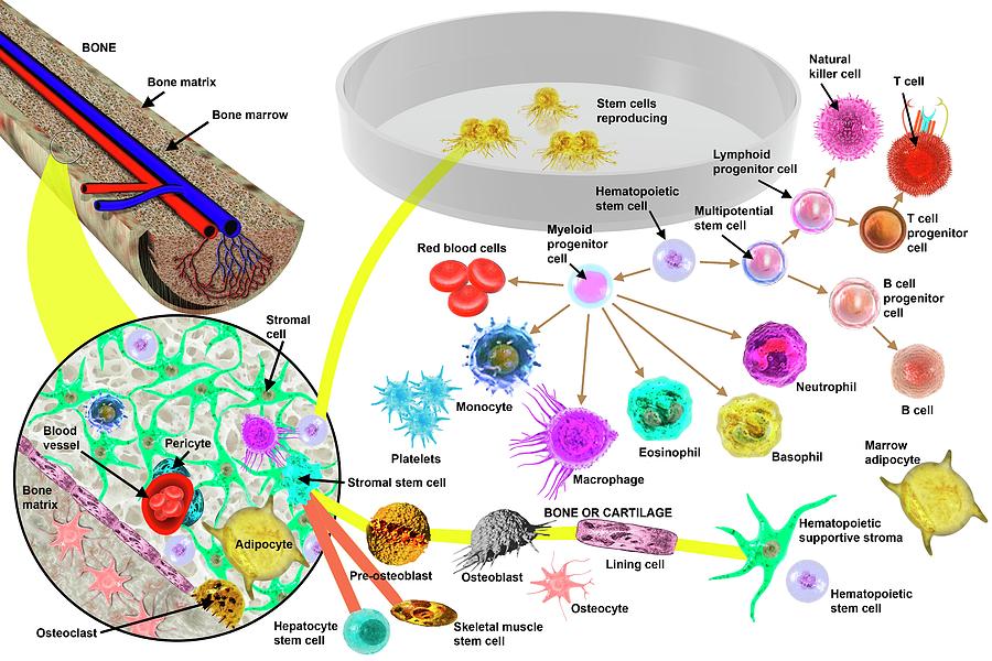 Стволовые клетки животных. Adobe Illustrator Stem Cells. Stroma of hematopoietic Organs is made up:.