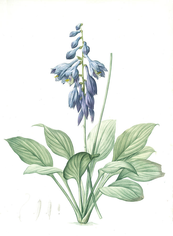 Hemerocallis Caerulea, Hosta Caerulea Hémérocalle Bleue Drawing by ...