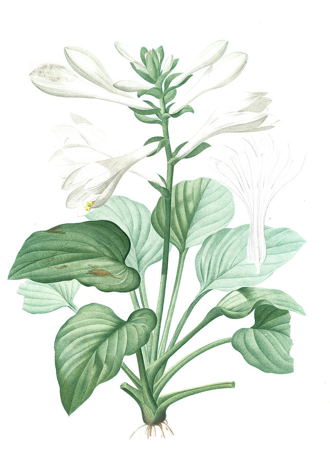 Hemerocallis Japonica, Hosta Plantaginea Hémérocalle Du Drawing by