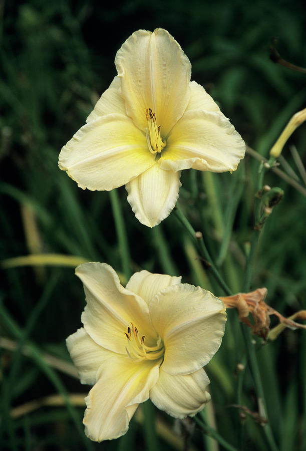 Flower Photograph - Hemerocallis jenny Wren by Ian Gowland/science Photo Library