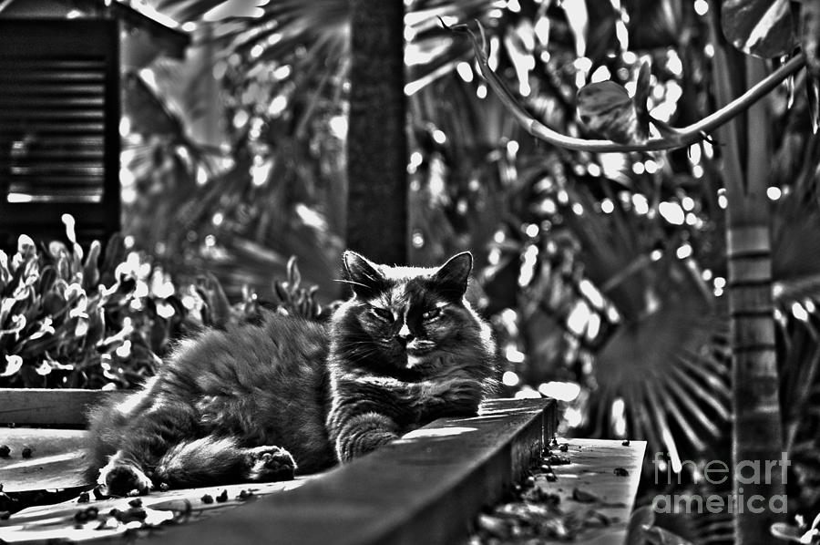 Hemingways Cat Photograph by Susanne Van Hulst