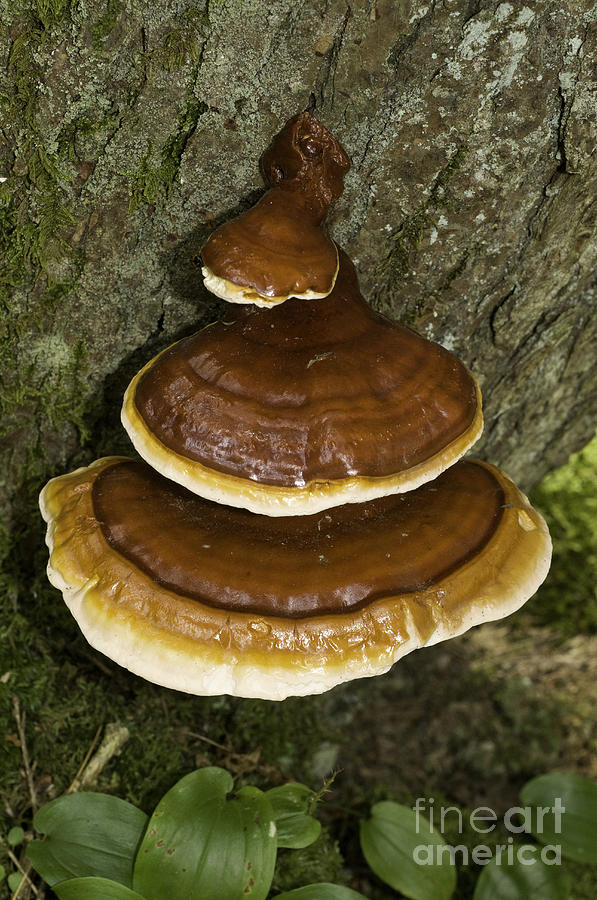 Hemlock Varnish Shelf Fungus Photograph by Scott Camazine