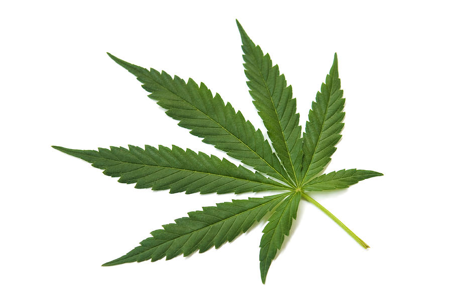 Hemp (cannabis) - green leaf on white Photograph by Digihelion