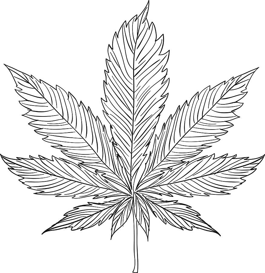 Hemp illustration in black and white Drawing by LokFung