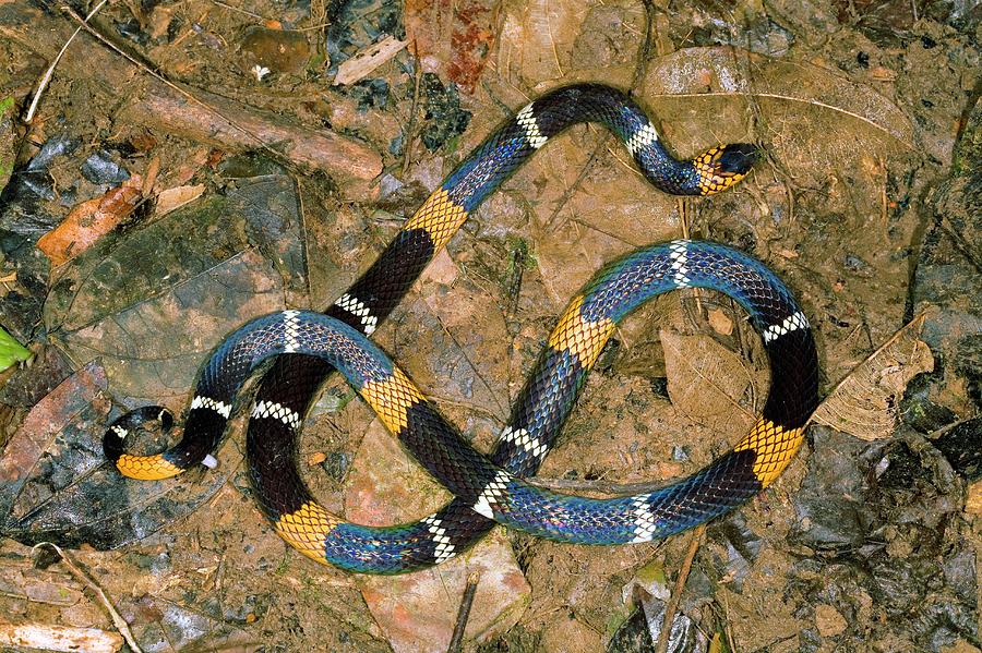 Hemprichs Coral Snake Photograph by Dr Morley Read/science Photo Library