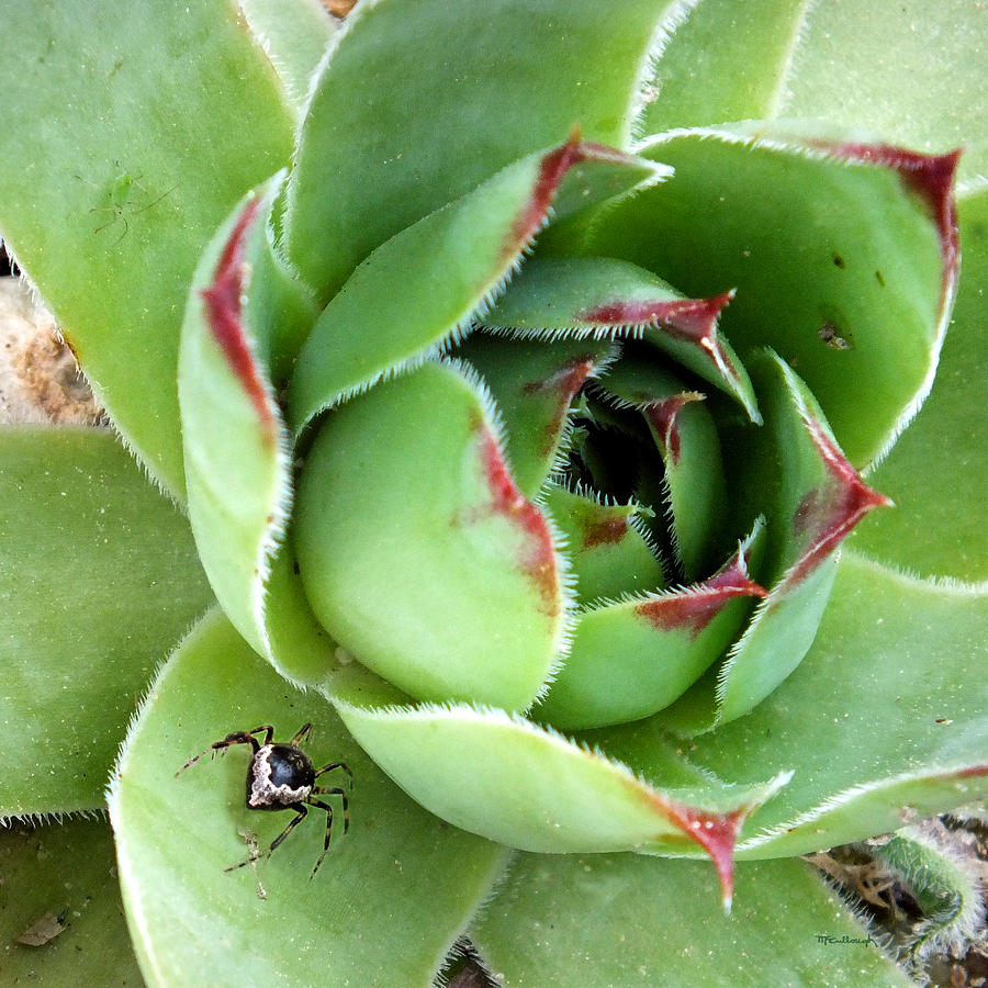 Hen and Chicks Plant with Spider Photograph by Duane McCullough