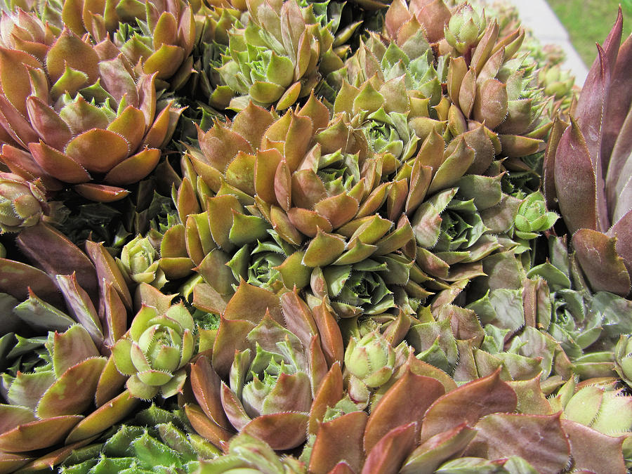 Hen and Chicks Plants Photograph by Kathy Clark