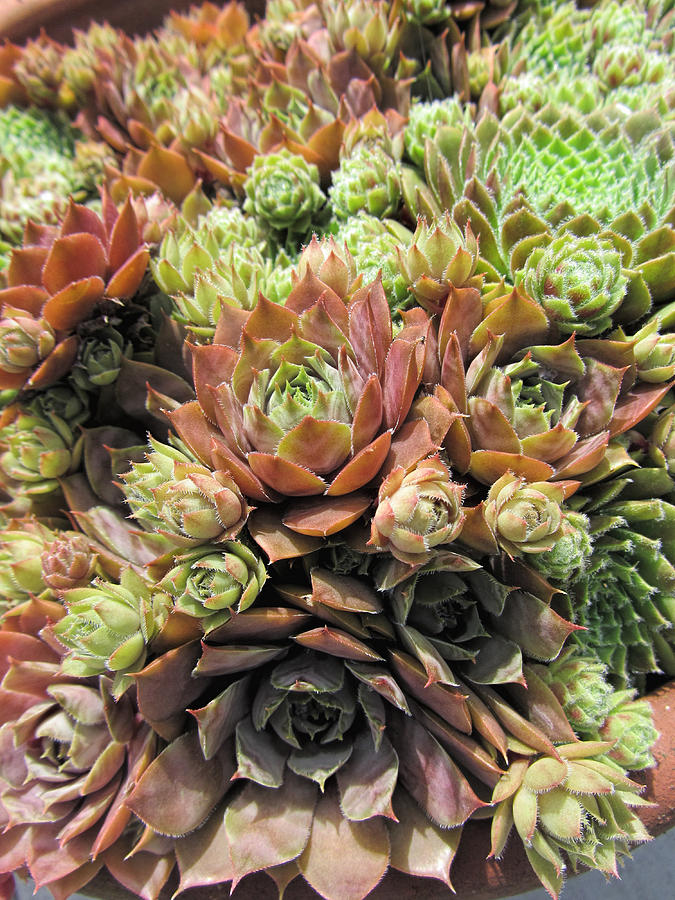 Hen and Chicks Succulents  Photograph by Kathy Clark