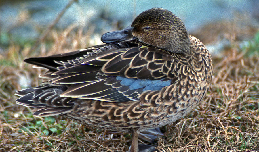 Hen Blue Wing Teal Photograph by Skip Willits