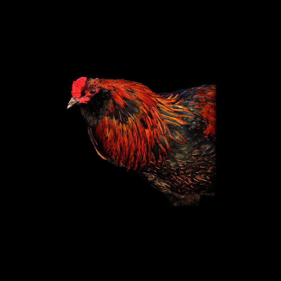 Fried Chicken Photograph - hen by Leon Hollins III Fried Chicken Photograph - hen by Leon Hollins III