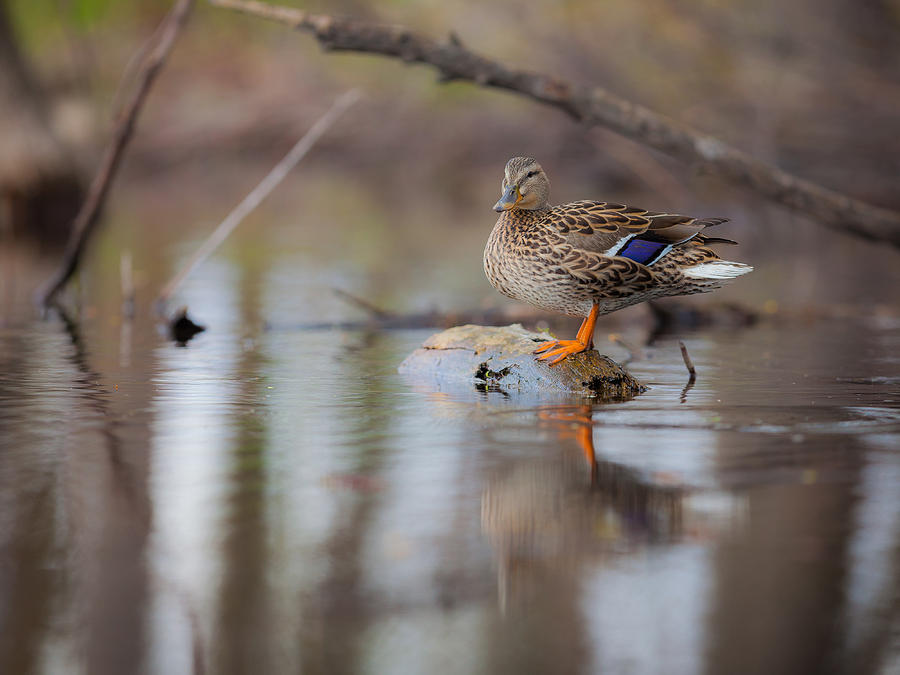Duck Photograph - Hen Mallard Standing on Log by Chris Hurst