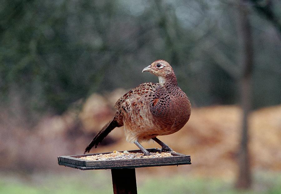Bird Photograph - Hen Pheasant by Leslie J Borg/science Photo Library