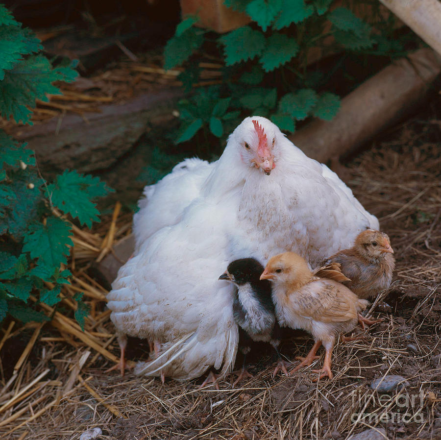 Chicken Photograph - Hen With Chicks by Hans Reinhard