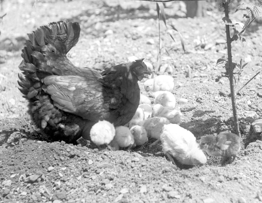 Hen With Chicks Photograph by William Haggart