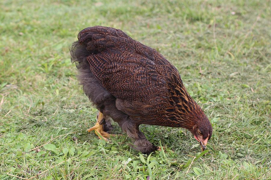 Hen with Feathery Feet Photograph by Lucinda VanVleck