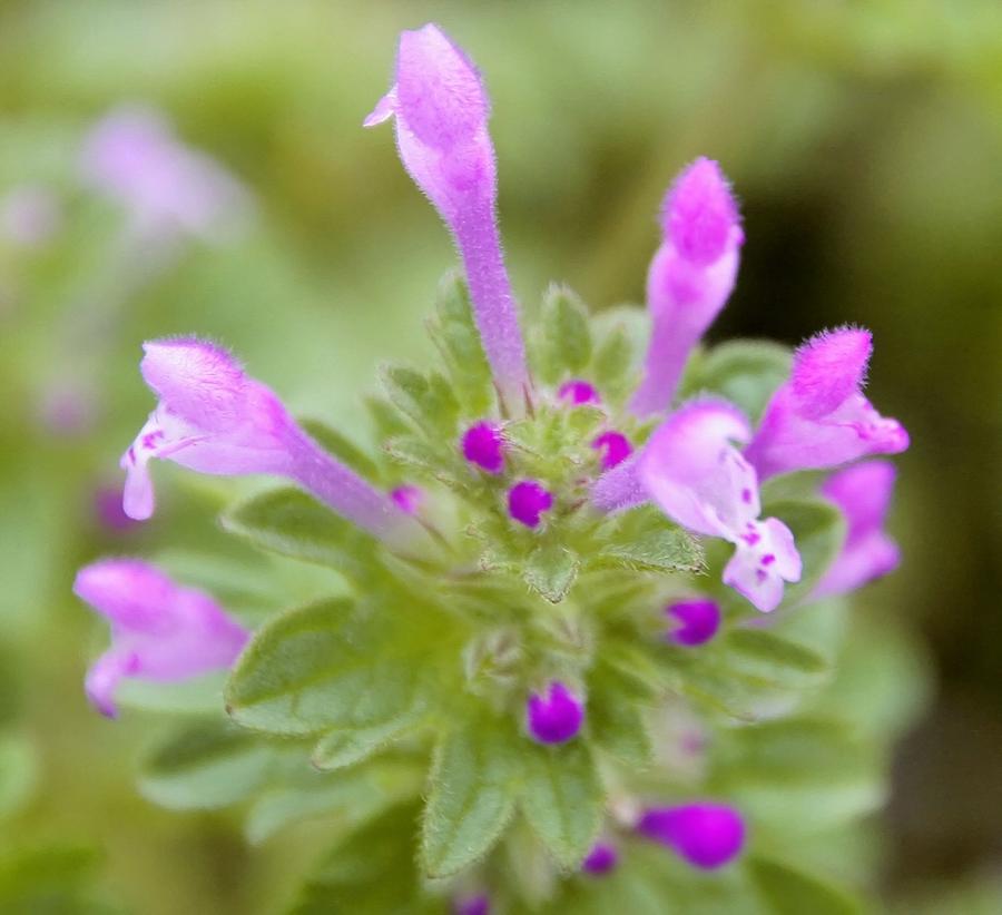 Henbit Photograph by Eric Noa - Fine Art America