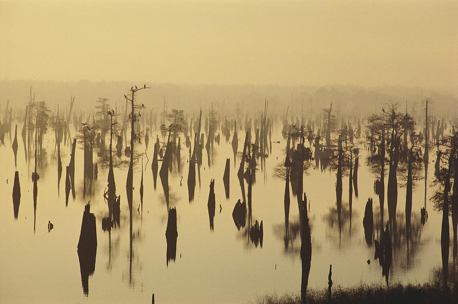 Henderson Lake, Atchafalaya Swamp Photograph by Dan Guravich