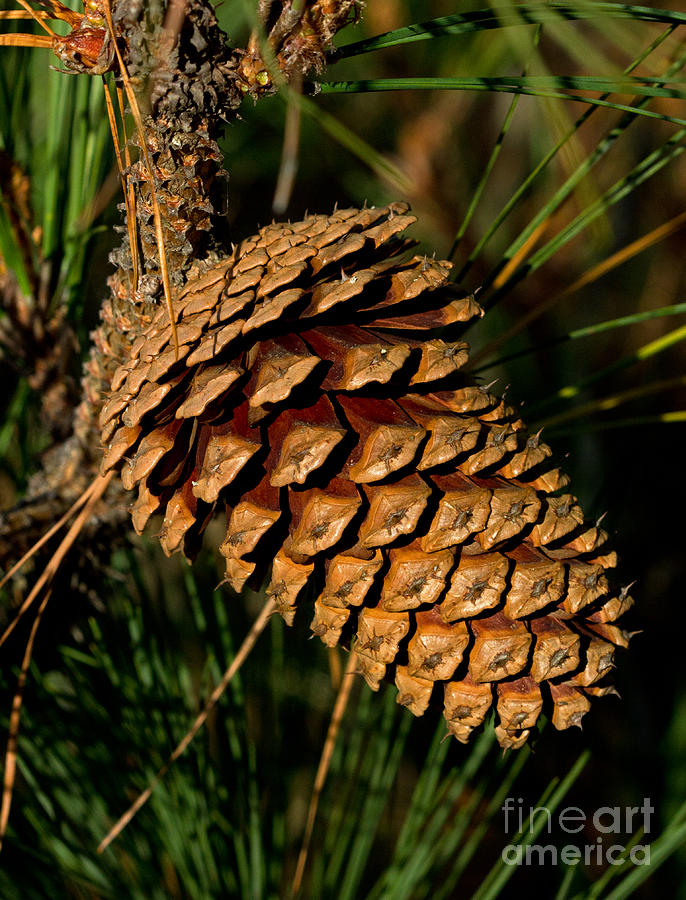 Henlopen Pine Photograph by Robert Pilkington
