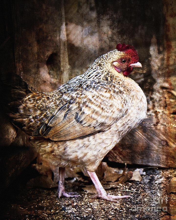 Henny Penny Happy Hen Photograph by Lee Craig