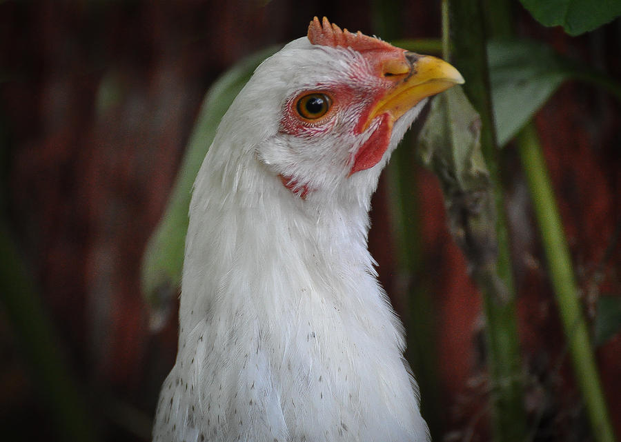 Chicken Photograph - Henny Penny Looks Askance by Ronda Broatch