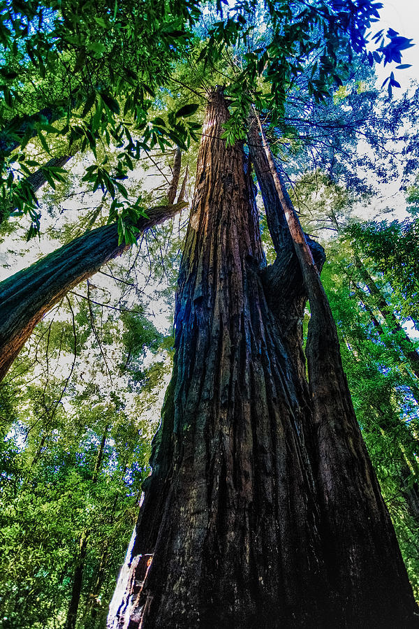 Tree in Henry Cowell State Park Photograph by Tommy Farnsworth