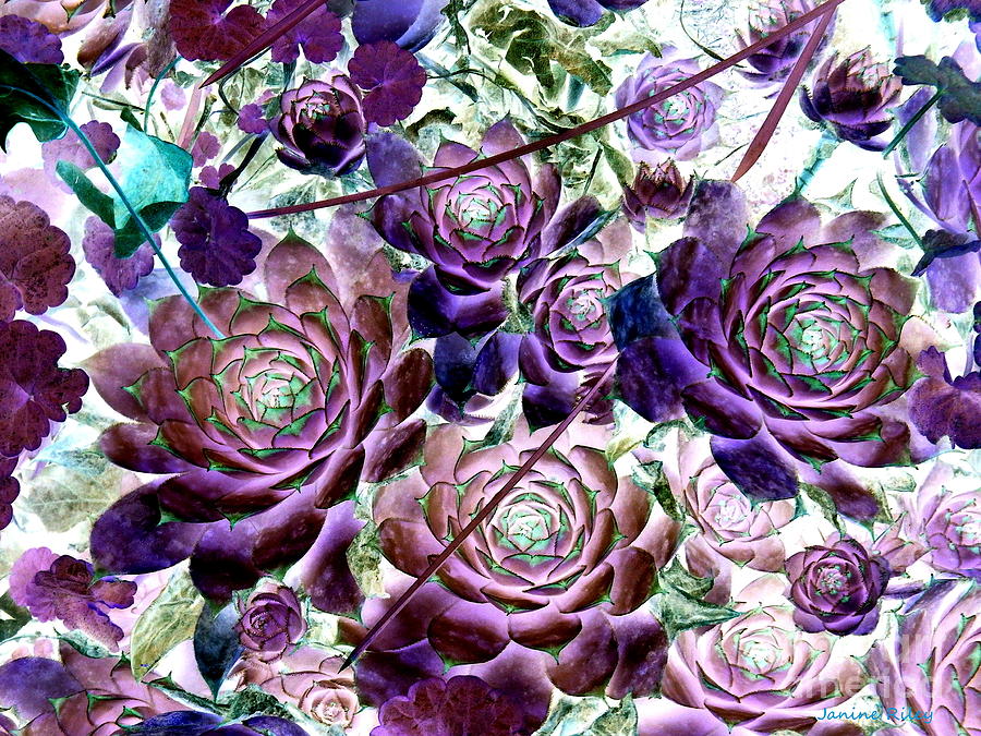 Hens and Chicks - Botanical - Indigo Blue and Purple Photograph by Janine Riley