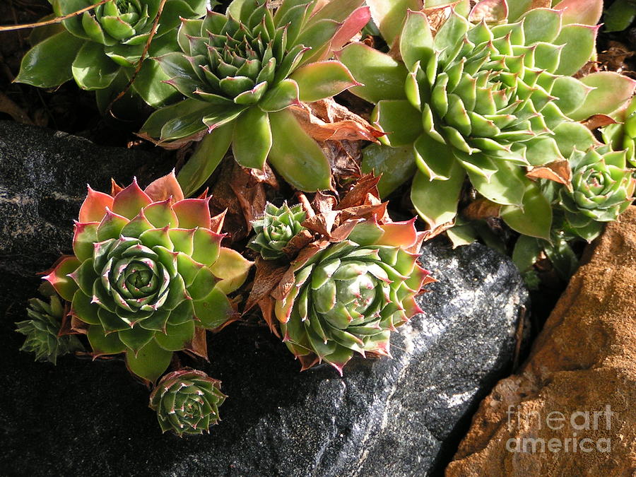 Hens and Chicks II Photograph by Tracy L Teeter 