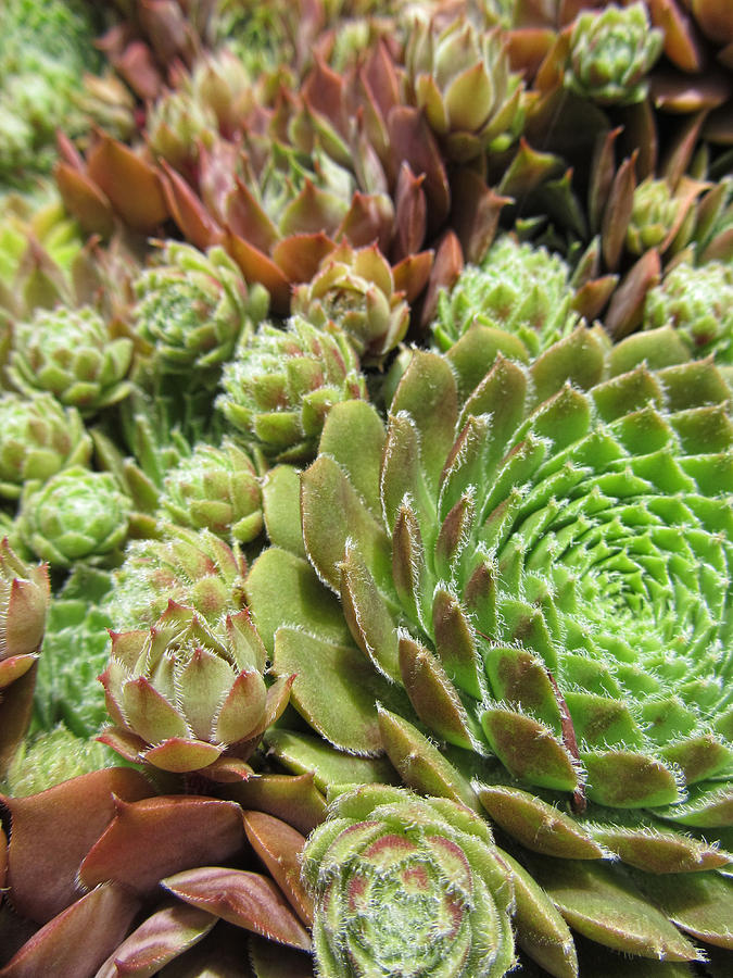 Hens and Chicks Macro Photograph by Kathy Clark