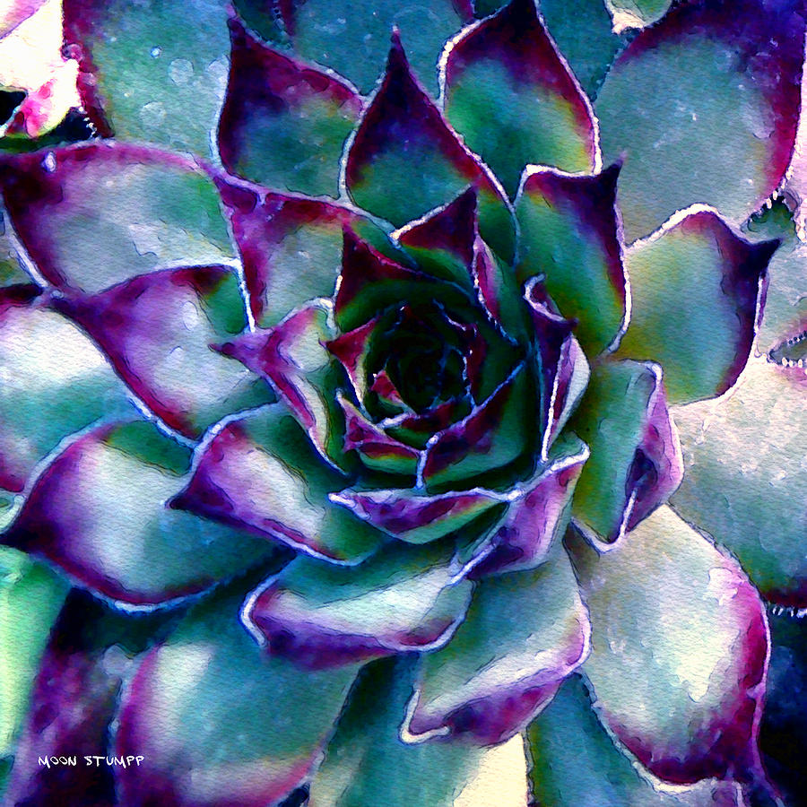 Hens And Chicks Series - Evening Hues Photograph