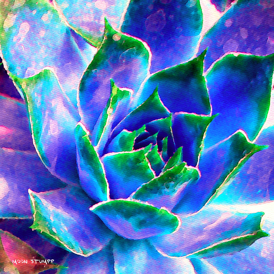 Hens And Chicks Series - Touches Of Blue Photograph