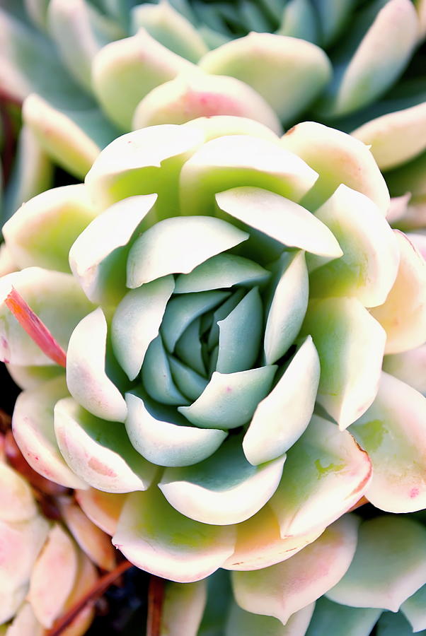Hens And Chicks Succulent In Soft Focus Photograph by Lazingbee