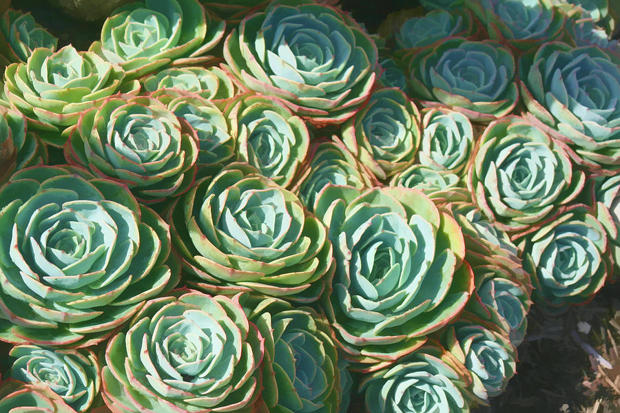 Hens And Chicks Succulents Digital Art By Joanne Ehrich Fine Art America