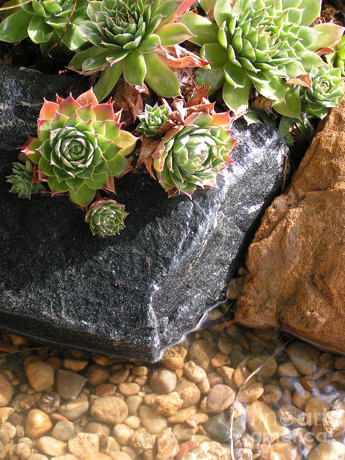 Hens and Chicks Succulents Photograph by Tracy L Teeter 
