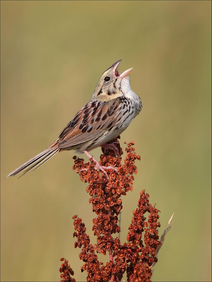 Henslow Sparrow Photograph by Daniel Behm